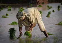Farmer working in a paddy field. Photo: Faseeh Shams / IWMI