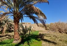A small farm in Egypt. Photo: Louise Sarant