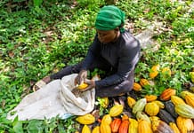 A farmer removes cocoa beans from the pods and places them in a sack in Cameroon. Photo: Media Lens King / Shutterstock