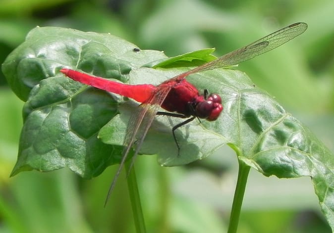 A spine-legged redbolt dragonfly perches on a leaf by the Thalangama tank. This dragonfly is in the near-threatened category (Photo: Jagath Gunawardena). 