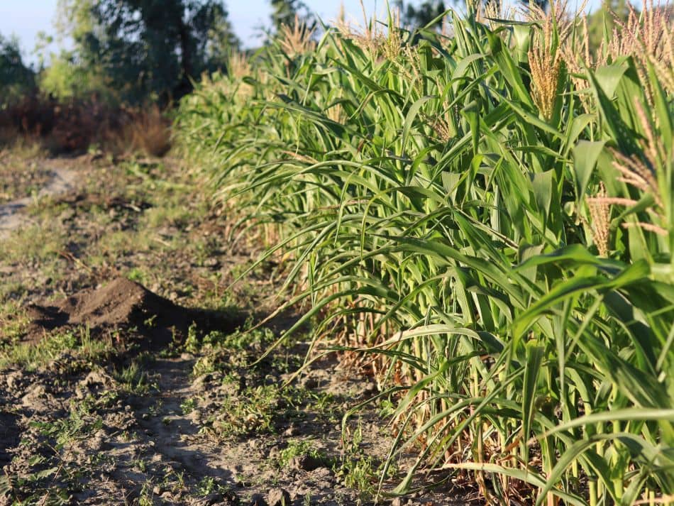 2025 09 03 Harnessing water to drive Africa's agrifood transformation CAADP 1