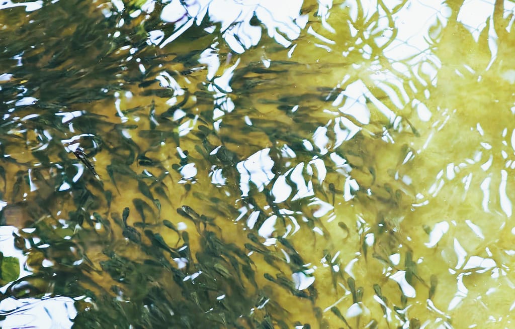 After eggs have been incubated and hatchlings emerge, they grow into fry and then fingerlings before being sold to farmers. Photo: Aayush Niroula/IWMI