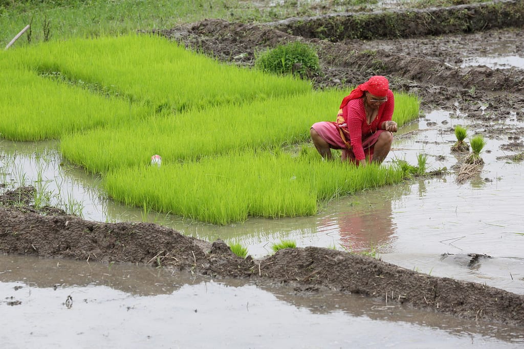 Sunti Nepali pulls paddy rice seedlings for transplanting into rice fields in Chobar, Kathmandu Valley, Nepal