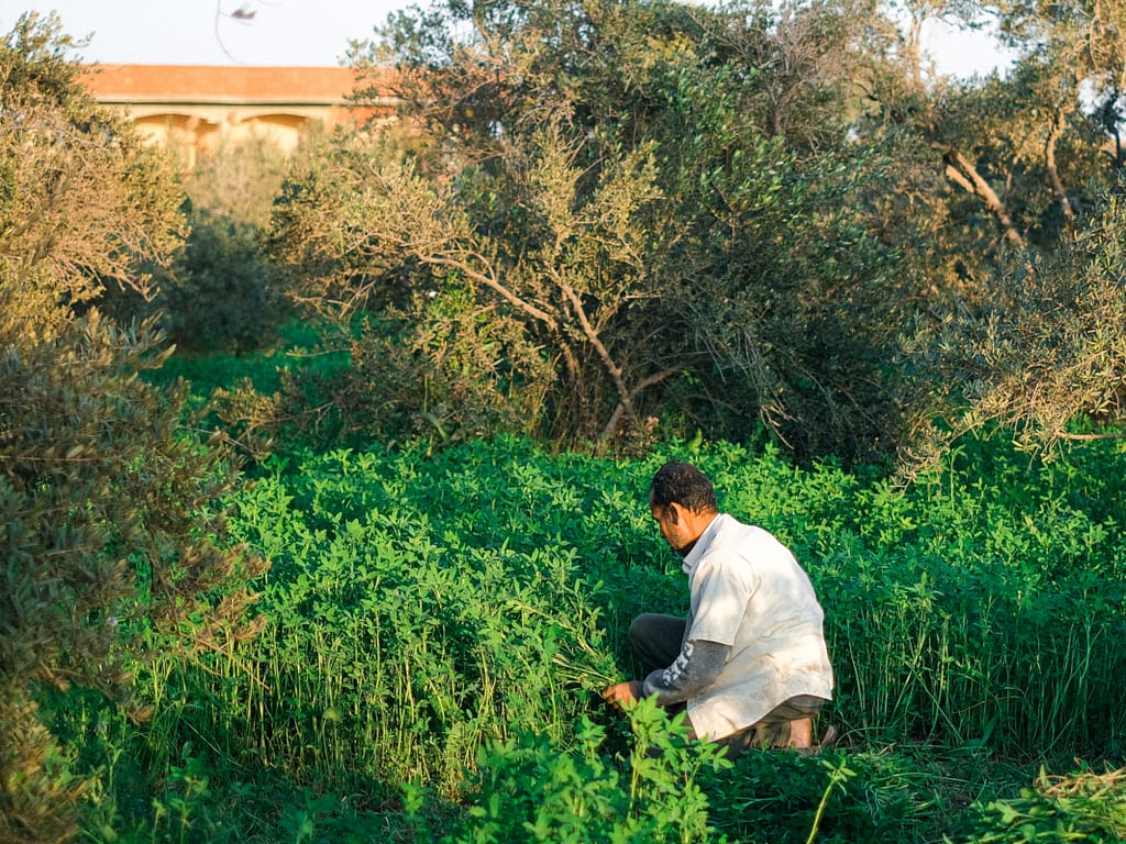 A farmer cuts down some alfalfa to feed to his water buffalo and goats in Fayoum, Egypt. Photo: Samy Fares/IWMI
