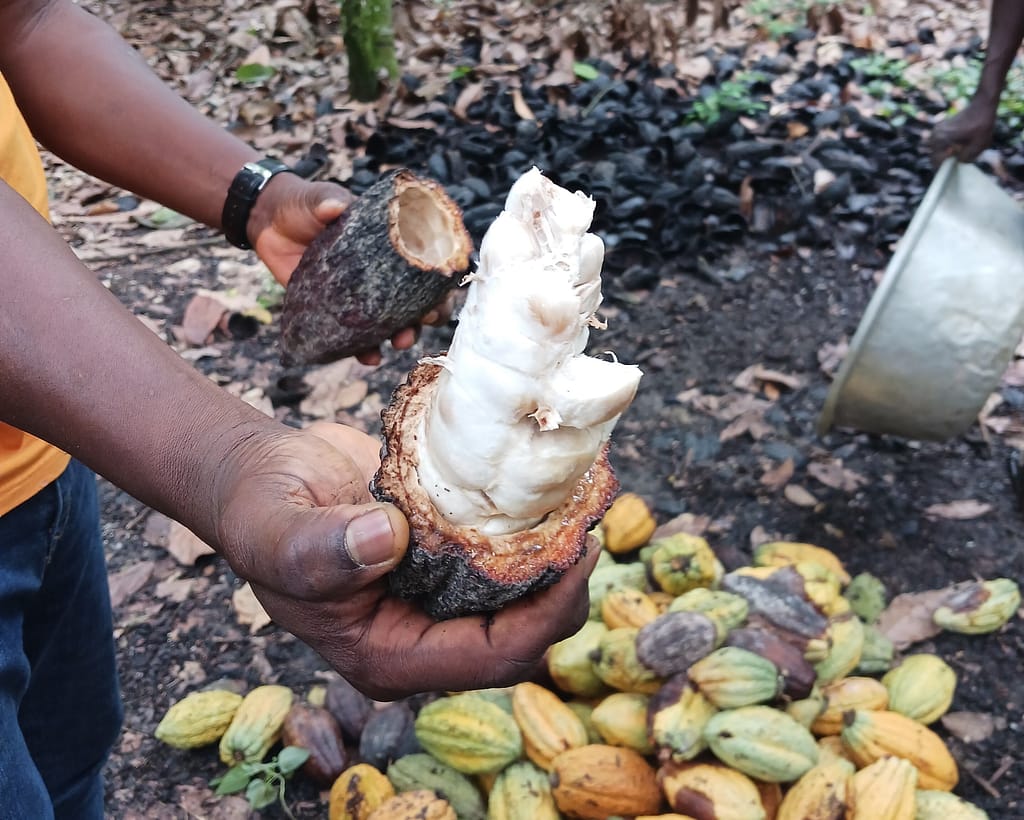 The-Chocolate-Story-2