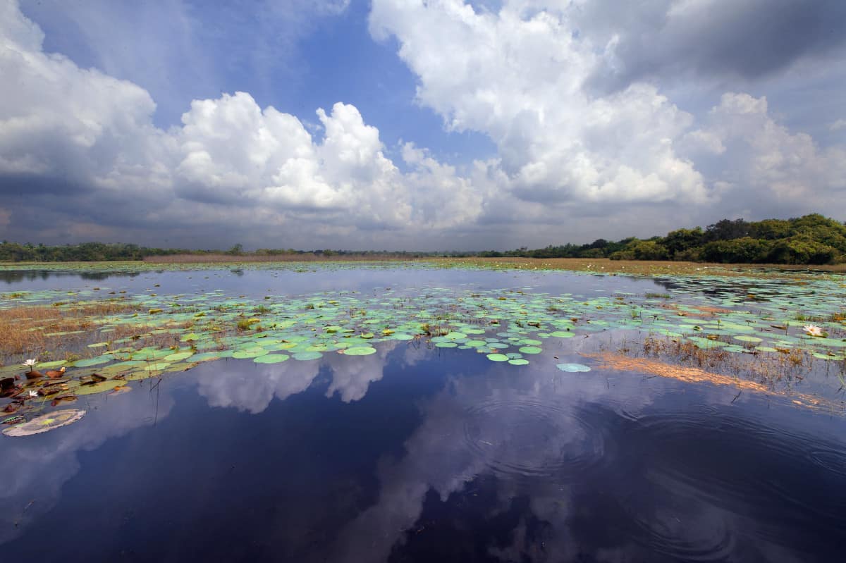 Medawachchiya village tank / reservoir located in the North Central Province of Sri Lanka. Photo credit - Hamish John Appleby / IWMI. 