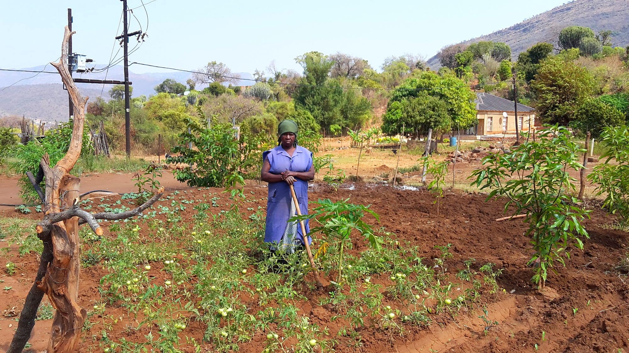 New homestead cultivation in Ga Mokgotho. Photo: Barbara van Koppen / IWMI