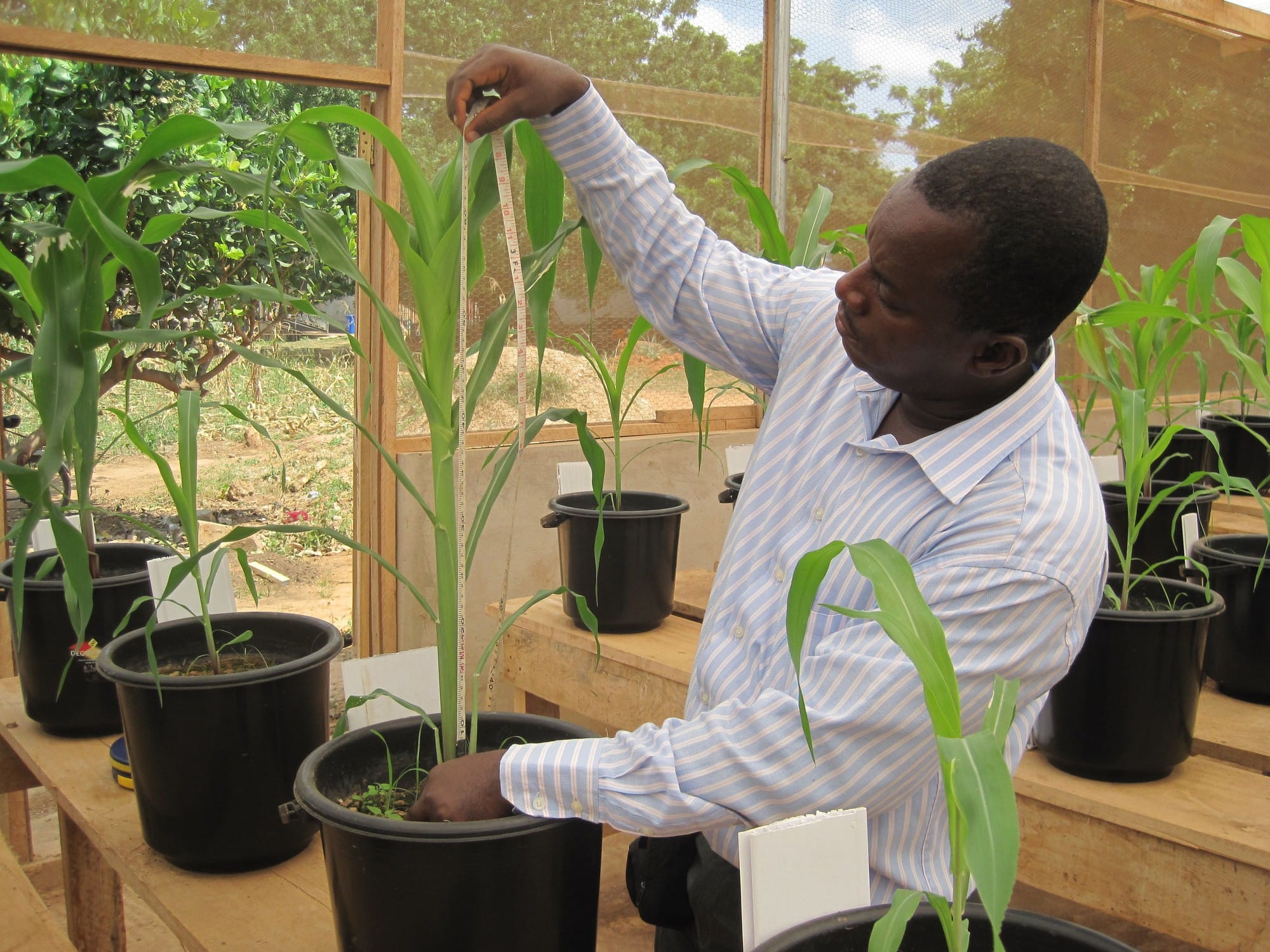 Measuring growth of plants fertilized with fecal pellets. Photo: Josiane Nikiema / IWMI