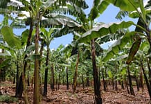 July-August 2025 Research Journal Roundup Banana production Photo: Sara Quinn