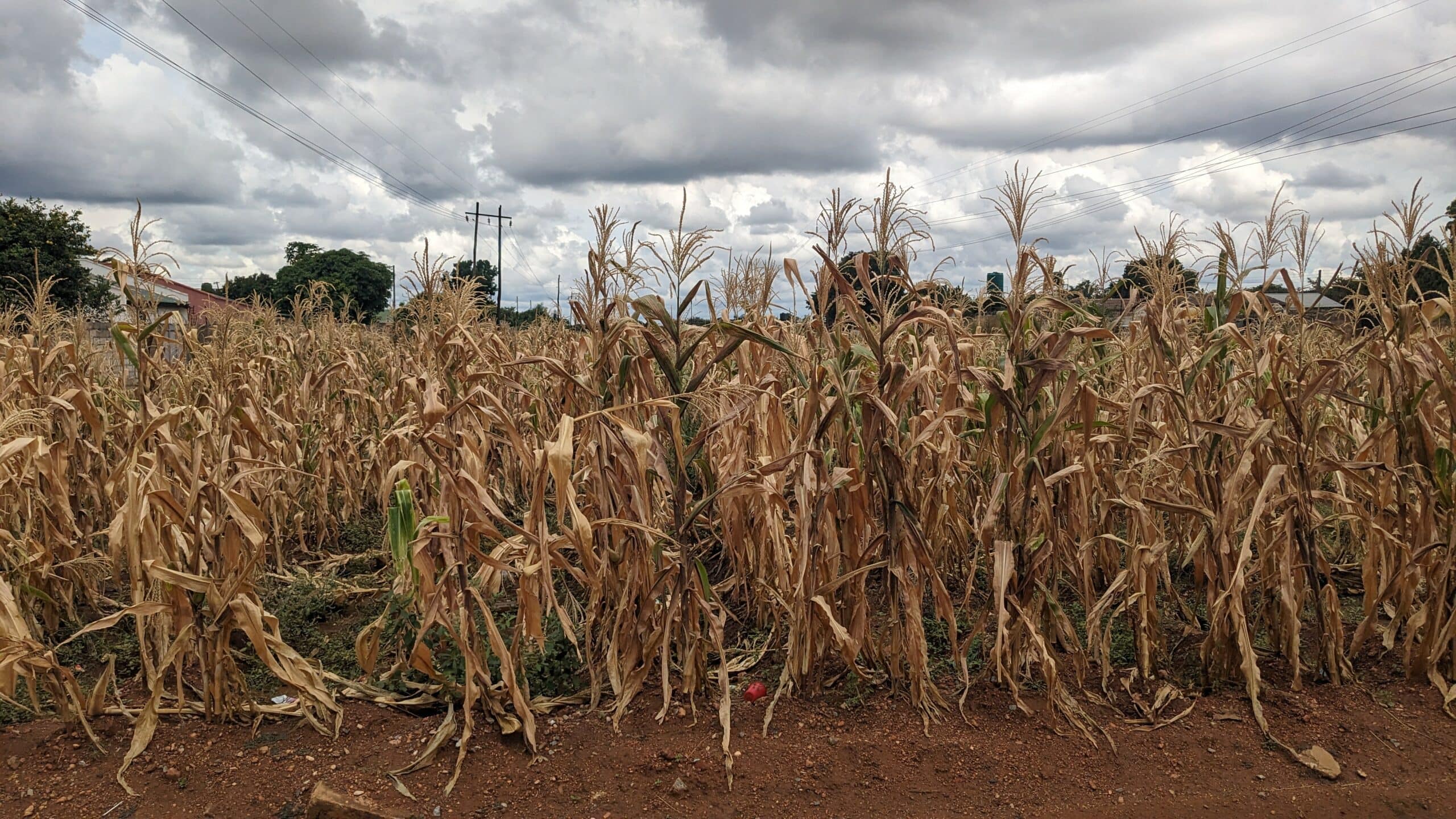 Dry fields in Lusaka, Zambia, April 2024. Photo: Icem4k on Wikipedia.org