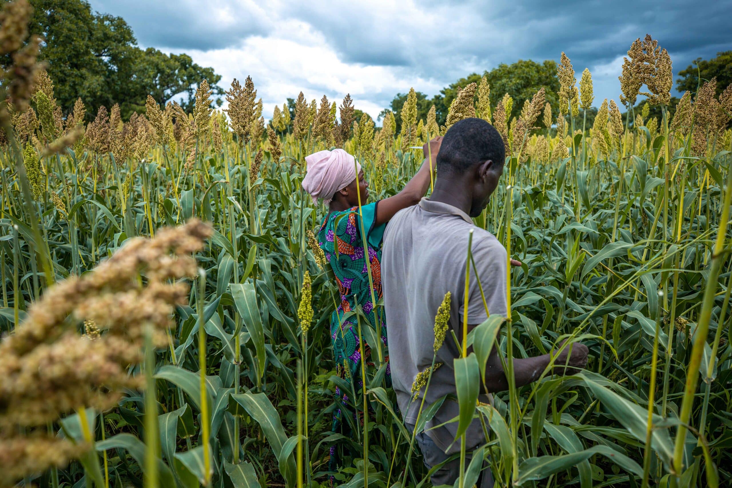 Female farmer takes part in the harvesting of sorghum at Berinyase in the Upper West Region, Ghana. Photo: Augustus Addo/IWMI