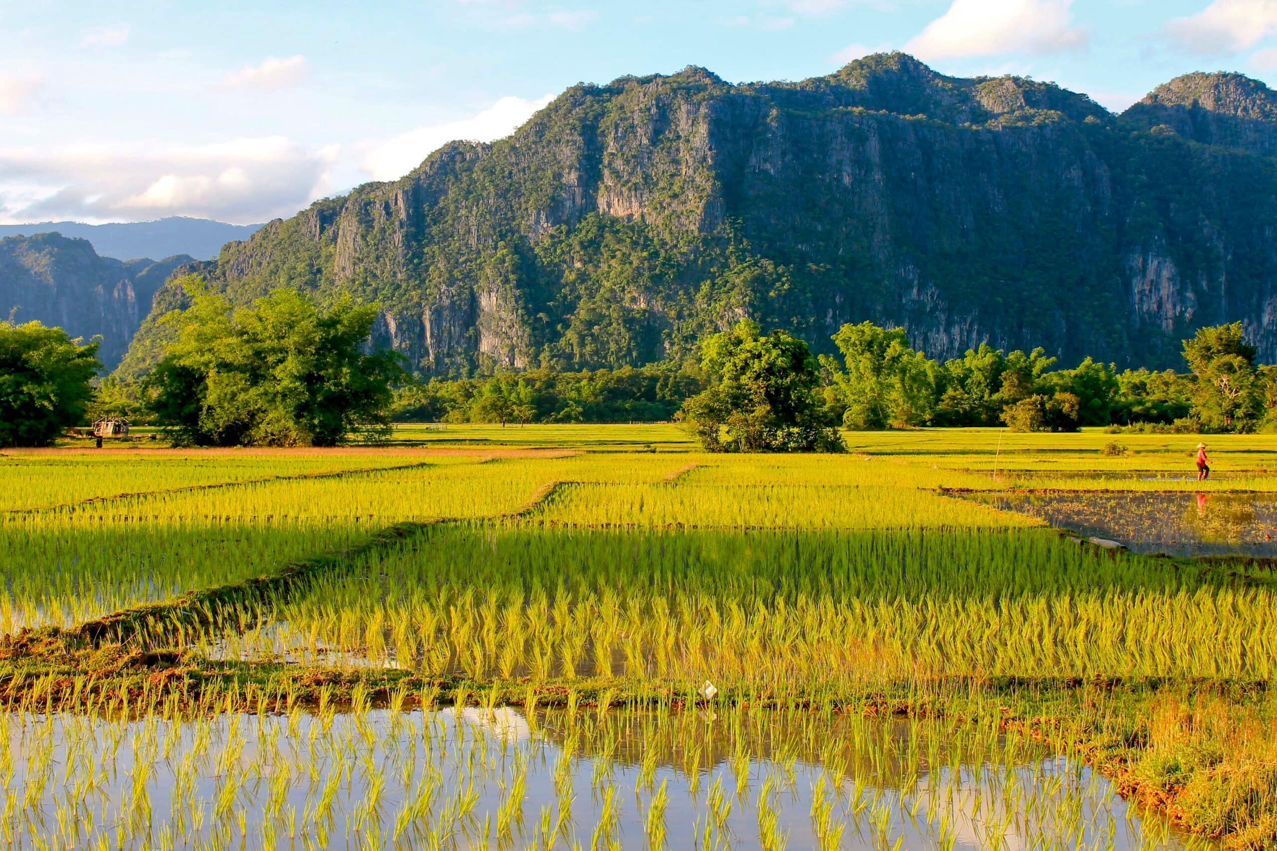 Rice paddies in Lao PDR. Photo: Matthew McCartney/IWMI