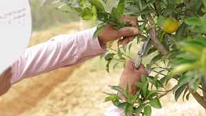 Farmer engaged in plant hygiene
