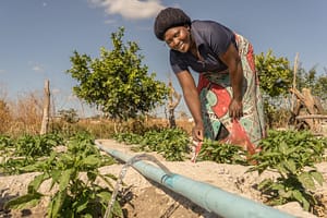 A farmer uses drip irrigation to cultivate her field in Zambia. Photo: Adam Öjdahl.