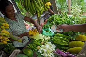 Photo credit: Kannan Arunasalam / IWMI