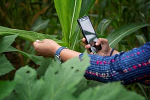 Digital innovations in the field