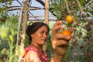 Farmer who owns a greenhouse with drip irrigation where she produces vegetables which she is able to sell at her shop.