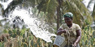 Woman watering crops. Photo: Joe Ronzio / IWMI