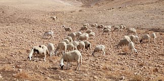 Drought in morocco. Pierre Restoul / IWMI