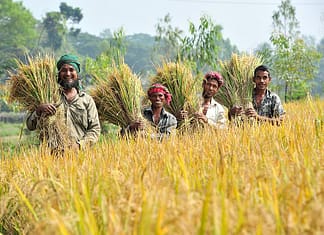 Bengali farmers harvest rice paddies. Photo: Neil Palmer / IWMI