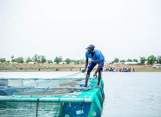 Daraku Mohammed Mumin manages the aquaculture nets. Photo: IWMI