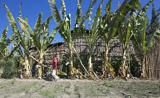 Adaptation Benefit Analysis