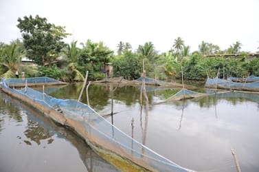 Odai fish farm at De Mel Watta, Seeduwa, near Negombo.