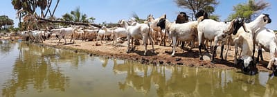 Water: Amplifying impact through the CGIAR Initiative on One Health