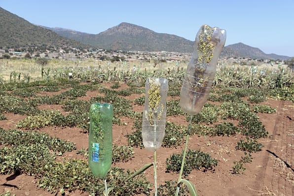 South Africa, Limpopo Province, Tubatse Municipality