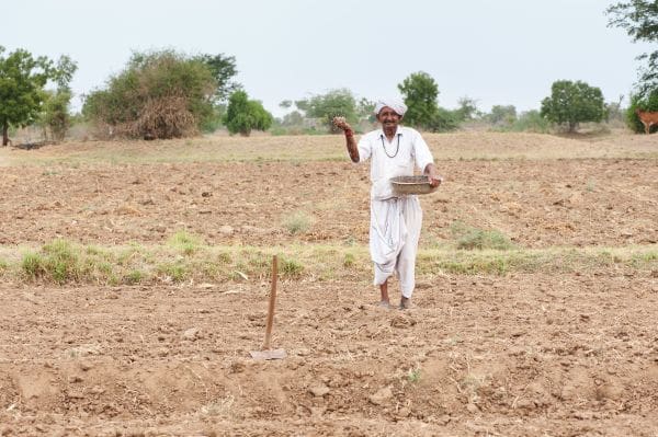 Farmer sowing paddy in Gujarat