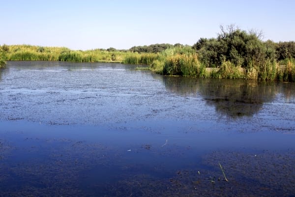 Azraq Oasis. Photo: Alex Brey on Flickr