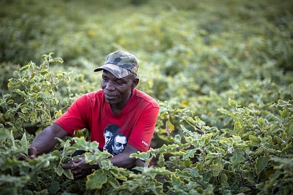 Urban agriculture in Ghana - Photo Nana Kofi Acquah