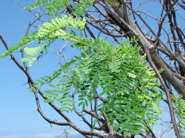 Prosopis juliflora