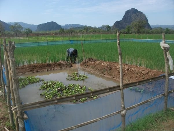 rice-fish integrated pilot