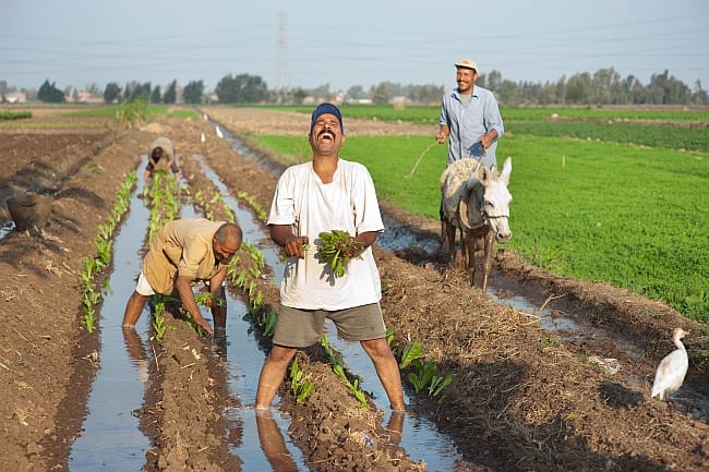 Farmers cultivating lettuce, while another farmer digs a small canal (marwa) with a donkey, Egypt. Photo: cc: Hamish John Appleby/IWMI