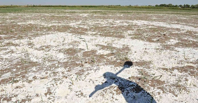 Salt deposits on abandoned farmland in Karakalpakstan, Uzbekistan. According to FAO, an estimated 34 million hectares of irrigated farmland are affected by high salinity, representing 11 percent of the total irrigated land worldwide. High salinity is an especially severe problem in Central Asia, where over-irrigation in the Aral Sea Basin since the Soviet era has forced salts to be drawn up to the surface, stripping the soil of its fertility. Farmers have few options—to abandon their land or invest heavily in expensive drainage systems. But WLE researchers think that growing licorice may be a low-cost option to rehabilitate degraded lands. Photo: Neil Palmer
