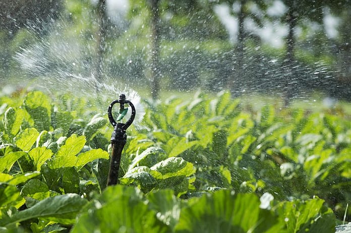 Sprinkler irrigation in Jaffna, Sri Lanka