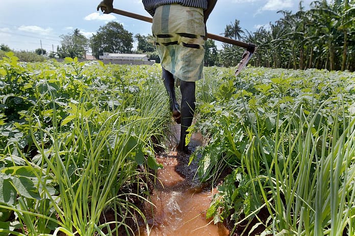 Onion and potato farm in Jaffna