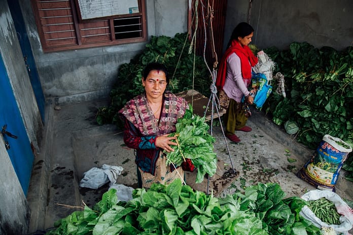In Nepal alone, more than 280 MUS systems serving 60,000 people have been implemented in the last decade. Research shows that MUS are overall more sustainable than single-use systems according to IWMI researcher Floriane Clement. The MUS approach has greatly benefited community livelihoods and agricultural productivity. “People who used to borrow or trade for their neighbor’s crops are now able to grow and sell their own,” says trader Mina, taking crops from Lumle District 5’s collection center to the bigger market in Pokhara. Since implementing MUS in 2012, Lumle has been able to expand its vegetable production from basic staples to tomatoes, cucumbers, gourds, cauliflower, cabbage, chilies, beans and chayote.
