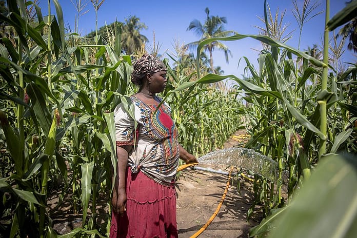 Urban agriculture in Ghana . Photo: Nana Kofi Acquah / IWMI