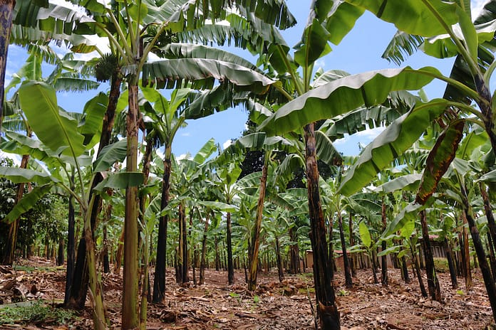 Banana production Photo: Sara Quinn