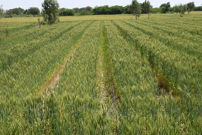 Wheat grown on raised beds in the village of Bara Khel, Khyber Pakhtunkhwa province, Pakistan. Photo: Amjad Jamal/IWMI