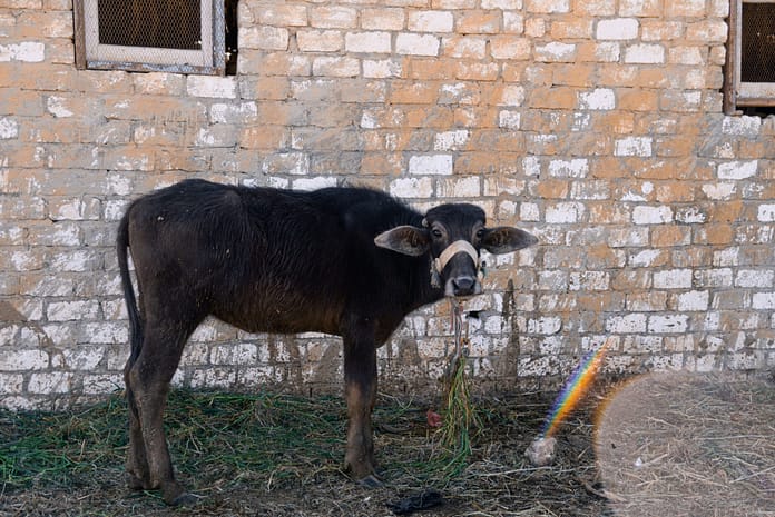 A young water buffalo feeds on grass at a farm in Fayoum, one of Egypt’s oldest agricultural regions, located about 100 kilometers southwest of Cairo. Photo: Samy Fares