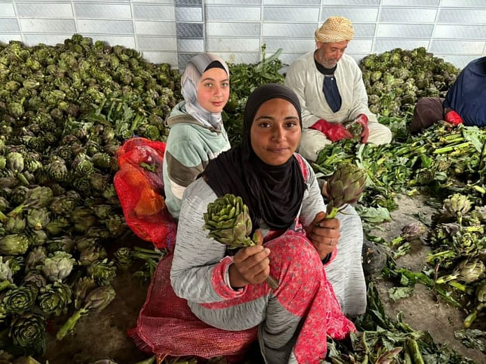 Izbat Al Hamra, Photo: IWMI