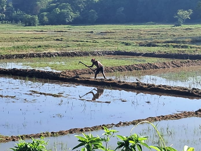 Man in Sri Lankan field (Pay Drechsel/ IWMI)