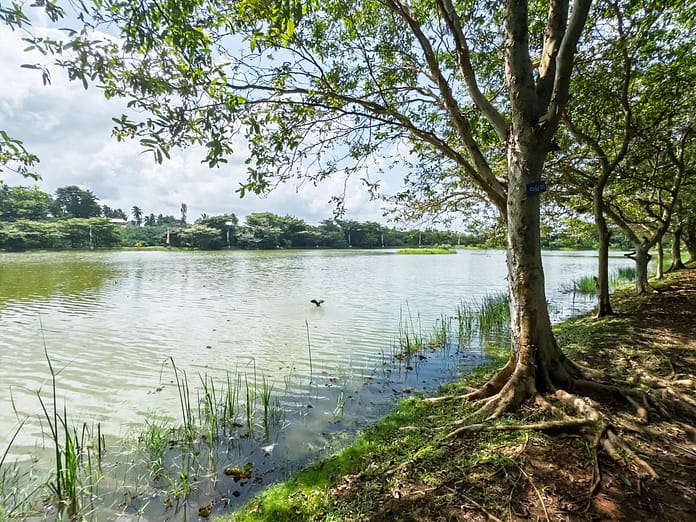 Wetlands within the Kalu Oya basin in the Gampaha District in Sri Lanka are important for biodiversity and local communities alike. Photo: Nirasha Perera/IWMI