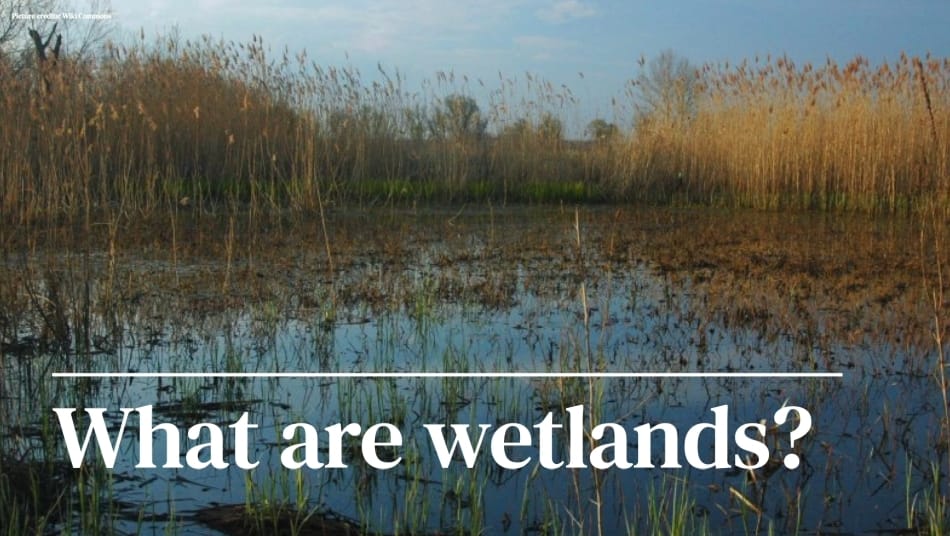 World Wetlands Day 2021