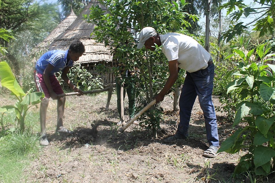 Mr. Worku working on his fruit farm with his two sons in the Dugda District of the Oromiya Region in Ethiopia. Photo: Yonas Tafesse, Consultant / IWMI