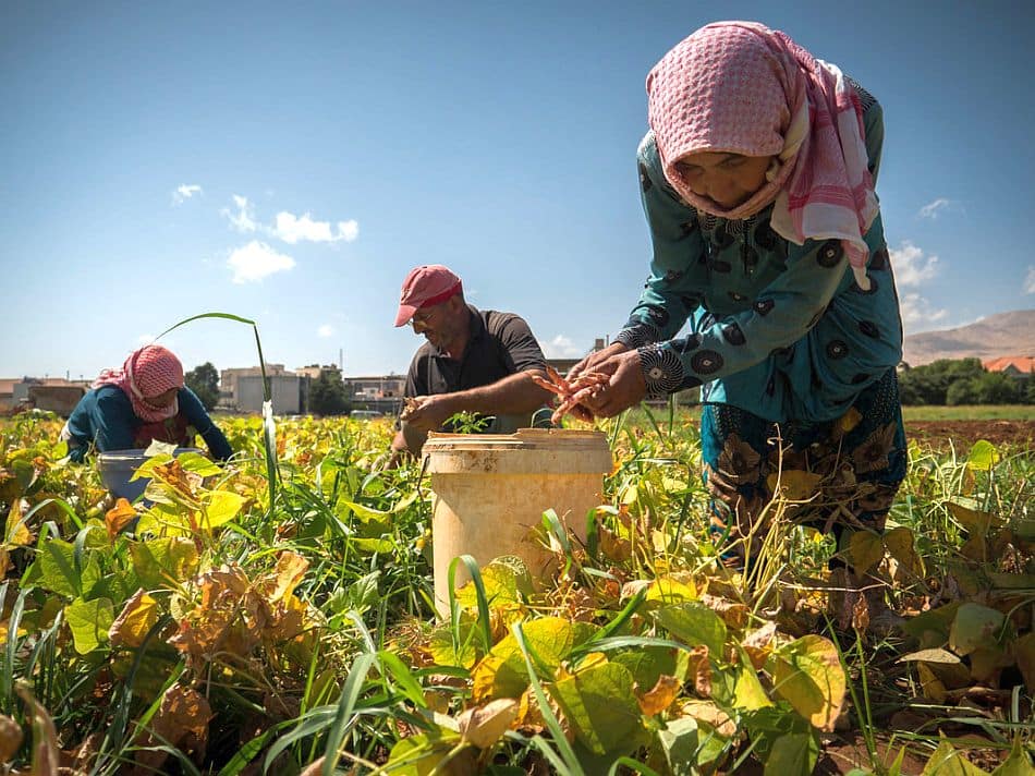 Harvesting beans in Lebanon. Photo: Jano Hatem / IWMI