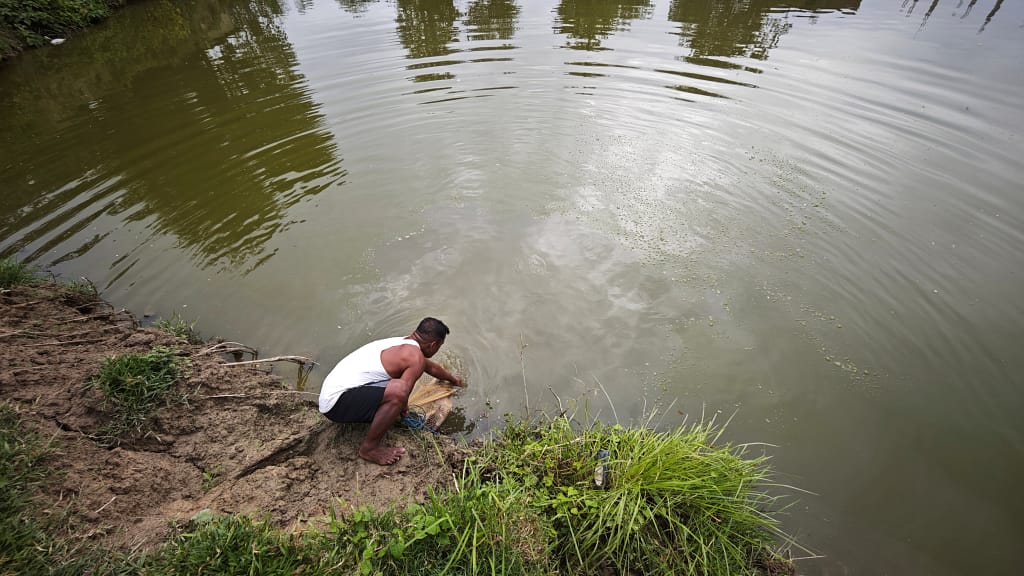 A staff member at Mukhiya Fish Farm lifts a net from the broodstock pond to check fish health and size, as part of routine monitoring essential for maintaining successful breeding and hatchling production. Photo: Aayush Niroula/IWMI